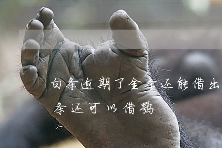 白条逾期了金条还能借出来吗（金条逾期了白条还可以借嘛）