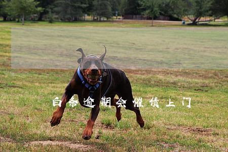白条逾期会催债上门