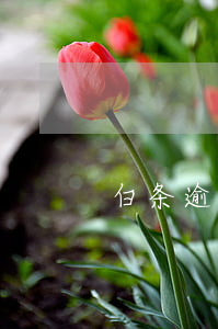 白条逾期俩月 白条逾期俩月会上门吗