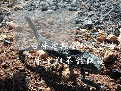 白条逾期全部还清,白条能用,但是不能提现（白条逾期不能取现）