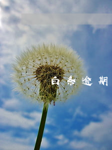白条逾期几天有事嘛(白条逾期几天有事嘛)