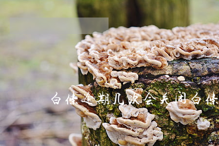 白条逾期几次会关闭(白条逾期次数)