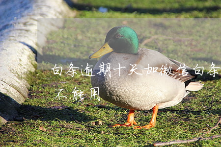 白条逾期十天加微信 白条逾期二十多天还能不能用