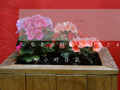 白条逾期发短信说24小时内还清(白条逾期两小时还款)