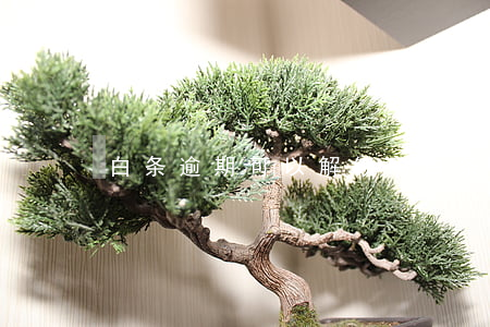 白条逾期可以解锁吗(白条因逾期,解锁不了)