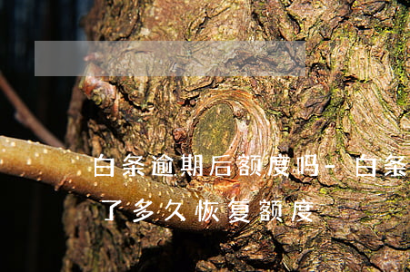 白条逾期后额度吗-白条逾期1个月然后还了多久恢复额度
