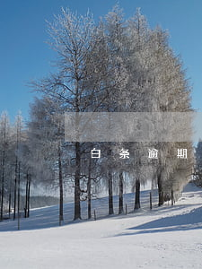 白条逾期多久会恢复（白条逾期可以慢慢还吗）