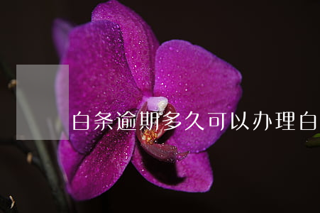 白条逾期多久可以办理(白条可以逾期多久呢)