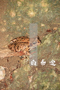白条逾期太久（京白白条逾期严重吗）