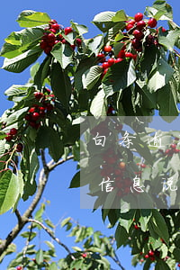 白条逾期收到仲裁短信-白条逾期今天收到信息说寄律师函