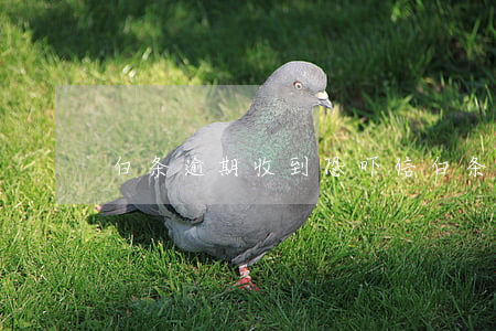 白条逾期收到恐吓信(白条不小心逾期)