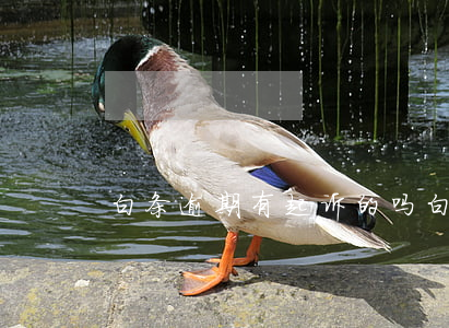 白条逾期有起诉的吗(白条逾期多久起诉)