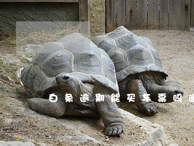 白条逾期能买车票吗(逾期了还能买车票吗)