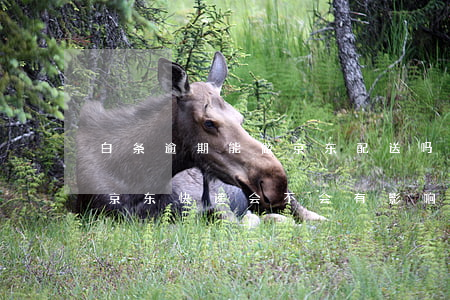 白条逾期能做京东配送吗(京东白条逾期了买京东快递会不会有影响)