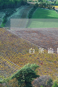 白条逾期被封了