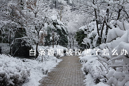 白条逾期被拉黑了怎么办(白条不小心逾期)