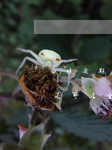 白条逾期被禁止坐车还了就解除嘛(白条逾期还可以坐飞机吗)