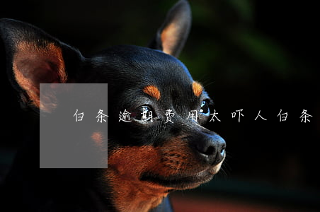 白条逾期费用太吓人（白条逾期利息怎么算的）
