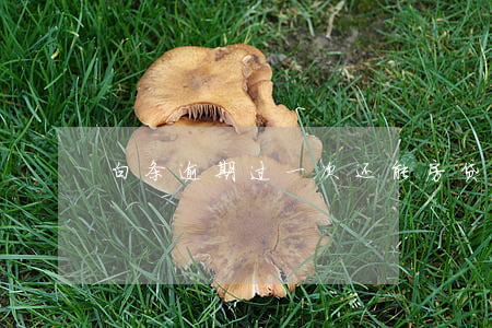 白条逾期过一次还能房贷吗