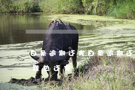 白条逾期还完 白条逾期还完了,剩下的催收叫我也还完