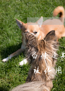 白条逾期还款后暂停使用(白条逾期一个星期被停用还款后还能用吗)