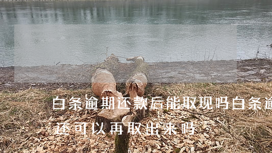 白条逾期还款后能取现吗(白条逾期一天还了还可以再取出来吗?)