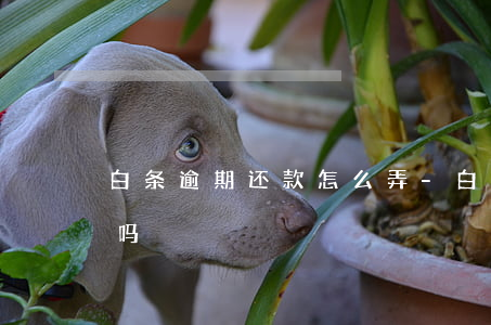 白条逾期还款怎么弄-白条逾期了要还全款吗