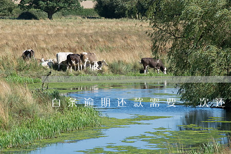白条逾期还款需要一次还清