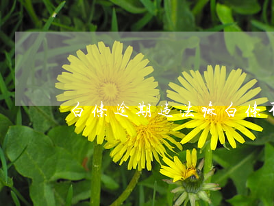 白条逾期违法嘛(白条不小心逾期)
