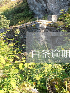 白条逾期退息