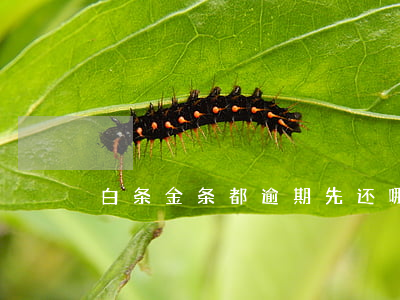 白条金条都逾期先还哪个(白条逾期只还本金)