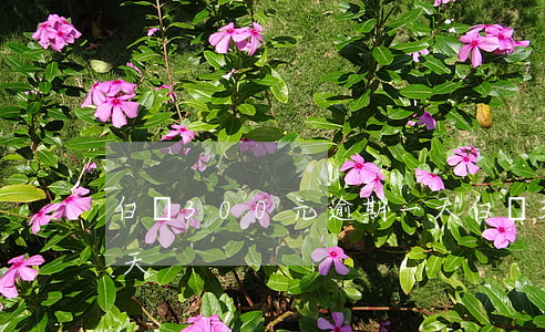 白條300元逾期一天 白條300元逾期一天