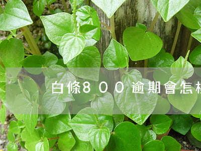 白條800逾期會怎樣 白條逾期3000塊