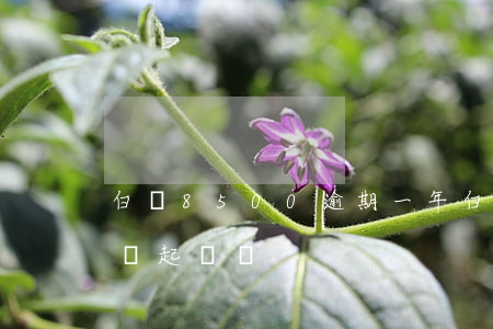 白條8500逾期一年(白條逾期8000塊會起訴嗎)