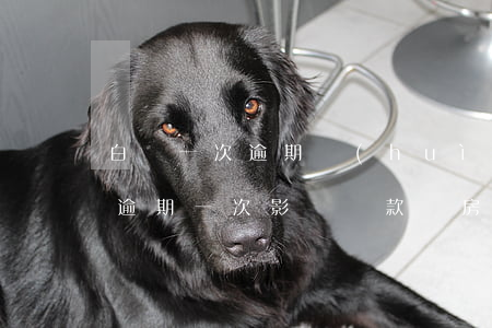 白條一次逾期會(huì)影響貸款嗎 白條逾期一次影響貸款買房嗎