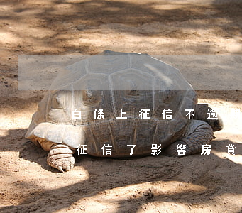 白條上征信不逾期影響房貸嗎-白條逾期上征信了影響房貸嗎