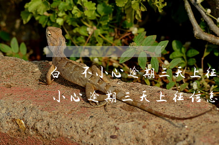 白條不小心逾期三天上征信怎么辦-白條不小心逾期三天上征信怎么辦呢