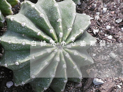 白條不小心逾期（關(guān)于白條逾期）