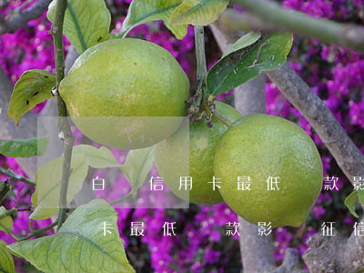 白條信用卡最低還款影響征信嗎-白條信用卡最低還款影響征信嗎知乎