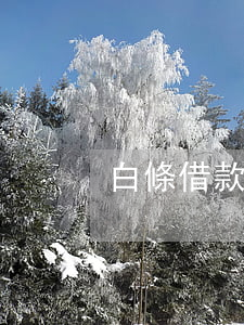 白條借款多久還（速借白條逾期）