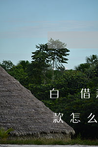 白條借款逾期幾天還款(白條逾期1天忘記還款怎么辦)