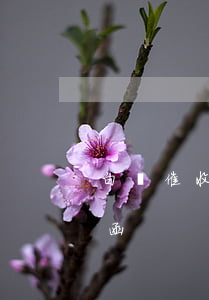 白條催收逾期(白條逾期多久發(fā)催收函)