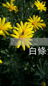 白條免息券可以分期嗎 打白條免息券