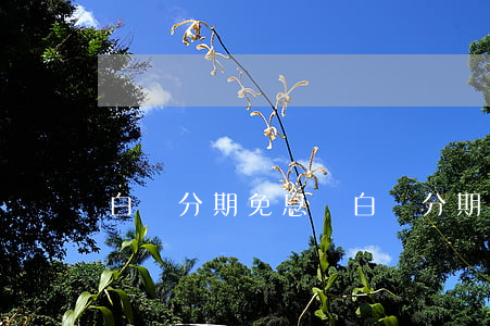 白條分期免息嗎（白條分期有免息）