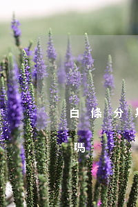白條分期免息怎么收費(白條分期免息是真的嗎)