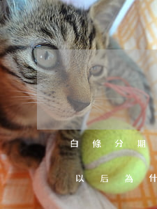 白條分期逾期幾天有什么影響(白條分期逾期以后為什么要一次性結(jié)清)