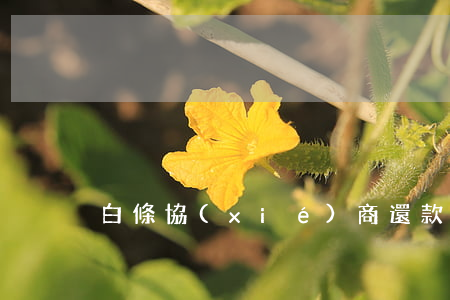 白條協(xié)商還款只還本金