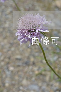 白條可以逾期多少錢(白條逾期幾百元)