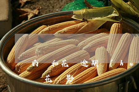 白條和花唄逾期會(huì)影響買車嗎(白條花唄影響車貸嗎)