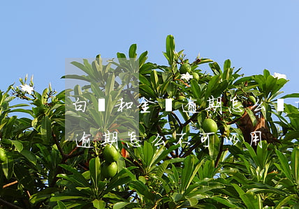 白條和金條逾期怎么辦(京東金條逾期白條不逾期怎么不可以用)